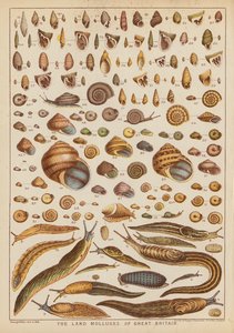 The Land Mollusks of Great Britain by English School