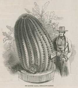 The Monster Cactus (Echinocactus Stainesh) at the Royal Gardens, Kew, London by English School