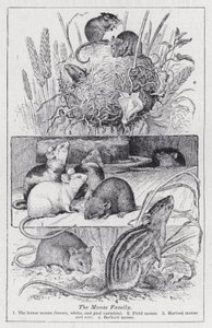The mouse family by English School
