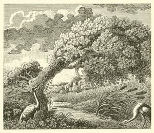 The oak and the reed by English School