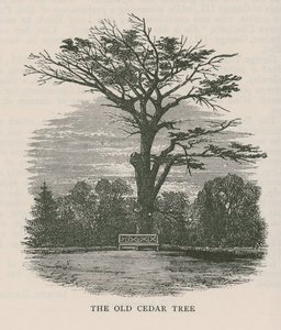The Old Cedar Tree, Holland House by English School