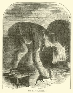 The rat catcher by English School
