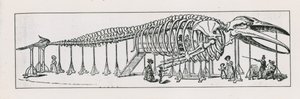 The whole skeleton lounge at Charing Cross by English School
