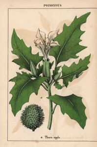 Thorn apple with white flowers and spiny fruit, from 