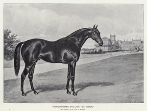Thoroughbred Stallion 