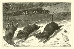 Three Little Mice by English School