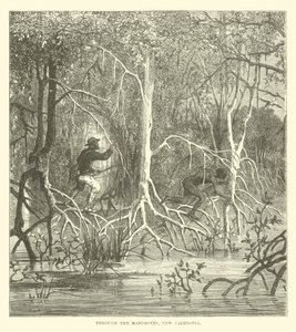 Through the Mangroves, New Caledonia by English School