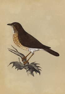Thrush