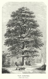 Tilia Europaea, The Lime Tree by English School