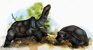 Tortoises