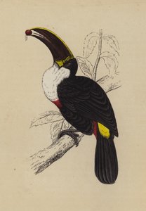Toucan by English School