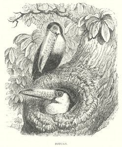 Toucan