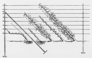 Training young trees, from The Fruit Growers Guide by John Wright, published c.1897-1905