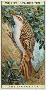 Tree Creeper