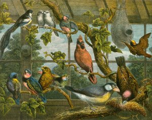 Tropical birds