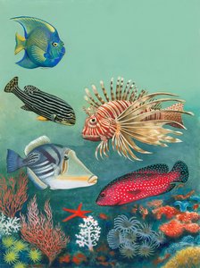 Tropical Fish
