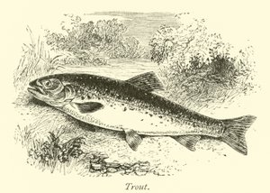 Trout by English School