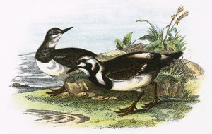 Turnstone by English School