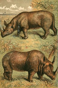 Two Horned Rhinoceros and Single Horned Rhinoceros