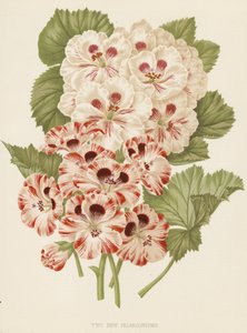 Two New Pelargoniums by English School