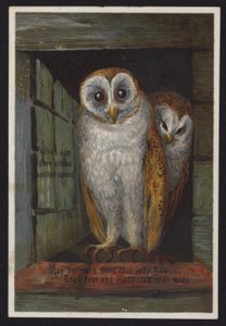Two Owls Looking Out of a Doorway by English School