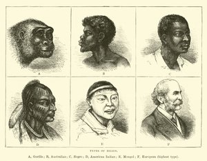 Types of heads by English School