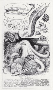Types of Mollusca by English School