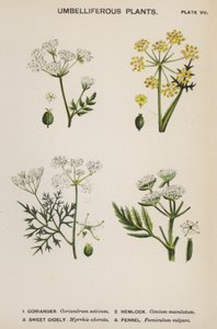 Umbelliferous Plants by English School