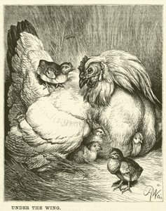 Under the Wing by English School