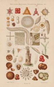 Under the Microscope: Gregarinida, Polycystina, Foraminifera, Rotifera, etc. by English School
