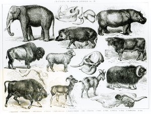 Ungulata or Hoofed Animals by English School
