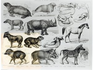 Ungulata or Hoofed Animals by English School