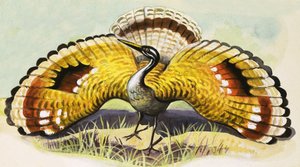 Unidentified bird