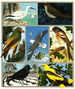 Unidentified bird montage by English School