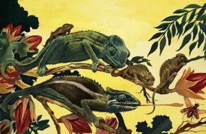 Unidentified lizards