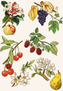 Unidentified Montage of Fruit and Berries by English School
