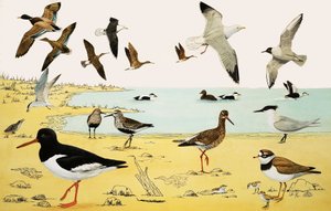 Unidentified seabirds montage by English School