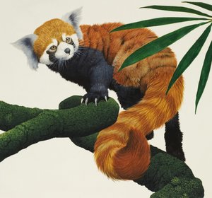 Unidentified Small Furry Animal