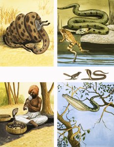 Unidentified Snakes Montage, Including Snake Charmer by English School