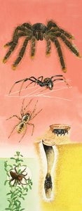 Unidentified spiders montage