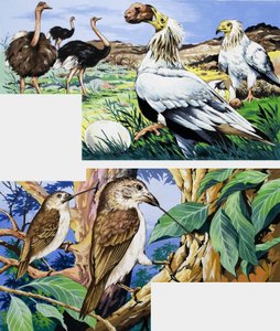 Unusual eating habits of birds by English School