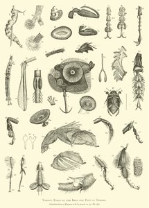 Various Parts of the Legs and Feet of Insects by English School