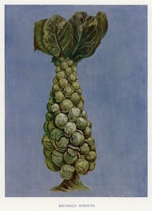 Vegetable Grower
