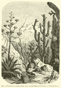 Vegetation (Aloes, Cacti, etc.), of the Mexican Uplands, or Tierras Frias by English School
