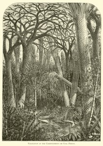 Vegetation of the Carboniferous or Coal Period by English School