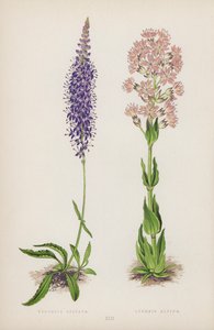 Veronica Spicata; Lychnis Alpina
