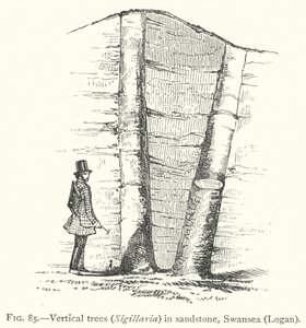 Vertical trees, Sigillaria, in sandstone, Swansea, Logan