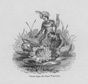 Victoria Regia, The Royal Water-Lily