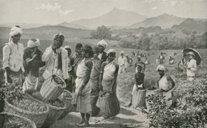 View of a Tea-Garden in Ceylon