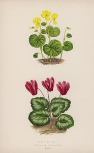 Viola Biflora; Cyclamen Repandum